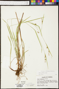 Carex godfreyi image