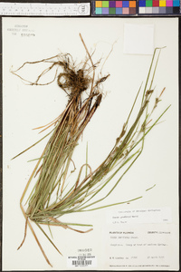 Carex godfreyi image