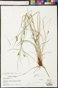 Carex godfreyi image