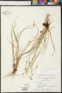 Carex godfreyi image