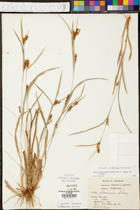 Carex glaucodea image