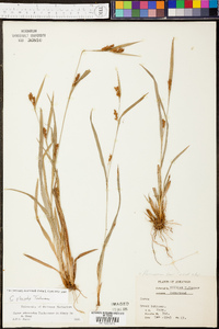 Carex glaucodea image