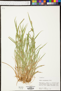 Carex flaccosperma image