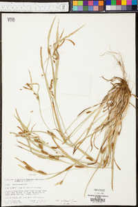 Carex glaucodea image