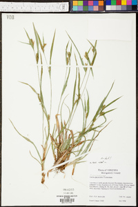 Carex glaucodea image