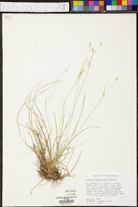 Carex gracilescens image