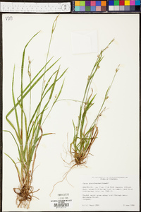 Carex gracilescens image