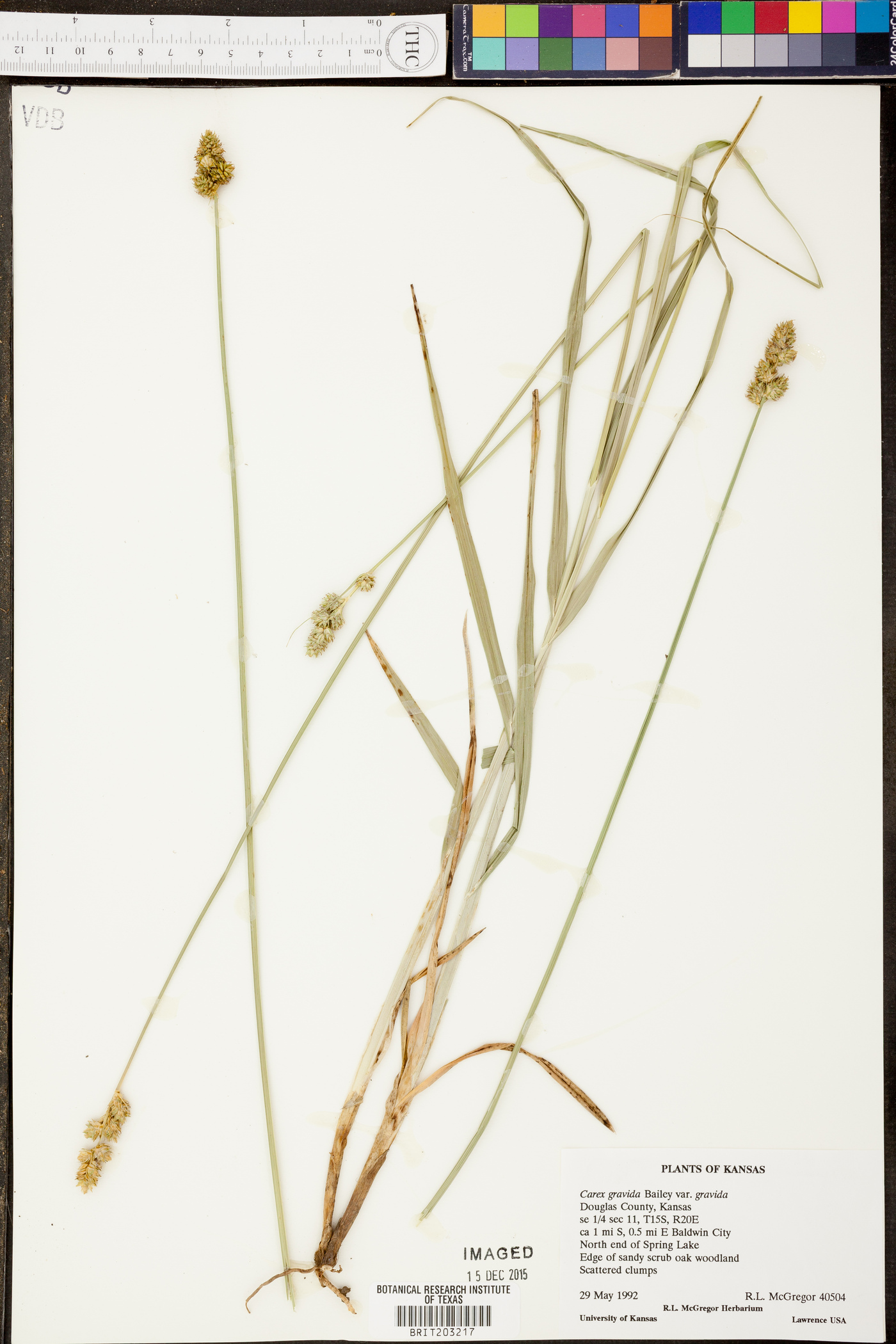 Carex gravida var. gravida image