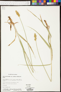 Carex gravida var. lunelliana image