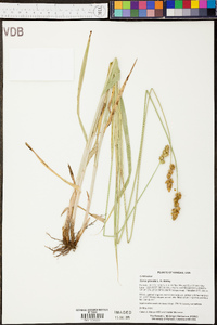 Carex gravida image