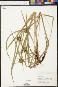 Carex grayi image