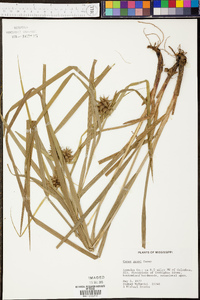 Carex grayi image