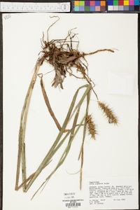 Carex gigantea image