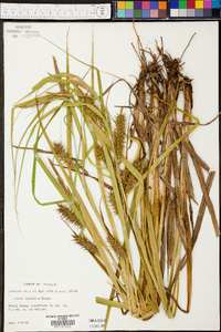 Carex gigantea image