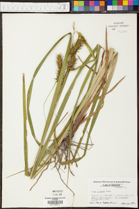 Carex gigantea image