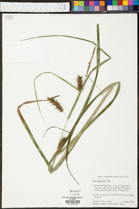 Carex gigantea image