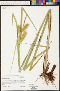 Carex gigantea image