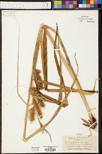 Carex gigantea image