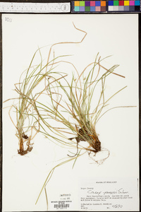 Carex jamesii image