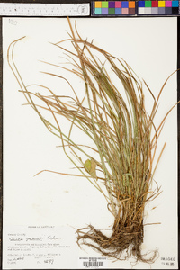 Carex jamesii image