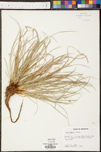 Carex jamesii image