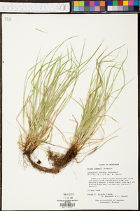 Carex jamesii image