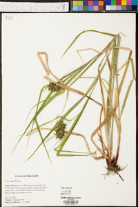 Carex grayi image