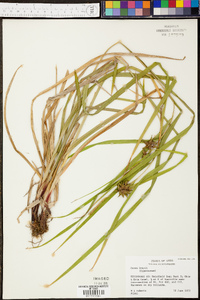 Carex grayi image