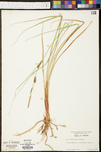 Carex hyalinolepis image