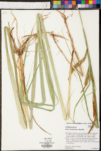 Carex hyalinolepis image