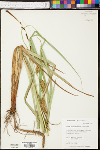 Carex hyalinolepis image