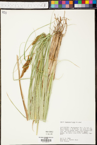 Carex hyalinolepis image