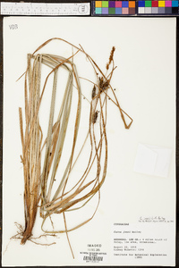 Carex joorii image