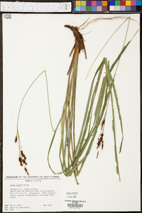 Carex joorii image