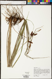 Carex joorii image