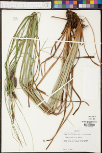 Carex joorii image