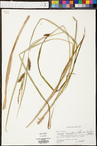 Carex lacustris var. laxiflora image