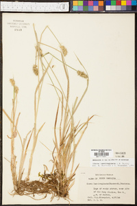 Carex laevivaginata image