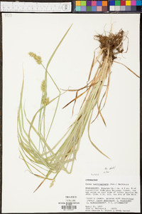 Carex laevivaginata image