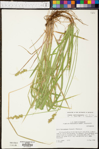 Carex laevivaginata image