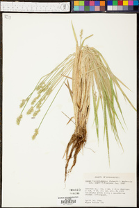 Carex laevivaginata image