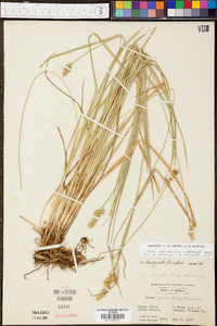 Carex laevivaginata image