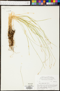 Carex laeviculmis image