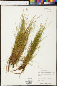 Carex leptalea var. harperi image