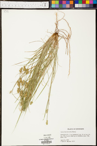 Carex leavenworthii image