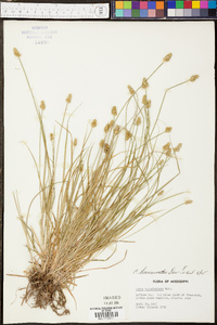 Carex leavenworthii image