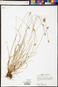 Carex leavenworthii image