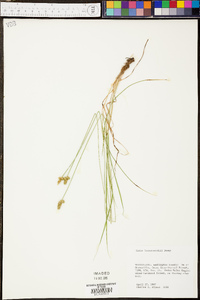 Carex leavenworthii image