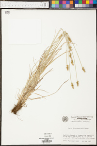 Carex leavenworthii image