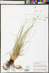 Carex leavenworthii image